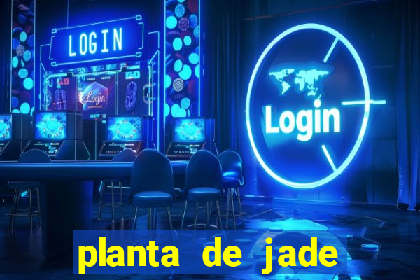 planta de jade significado espiritual