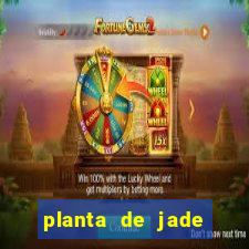 planta de jade significado espiritual