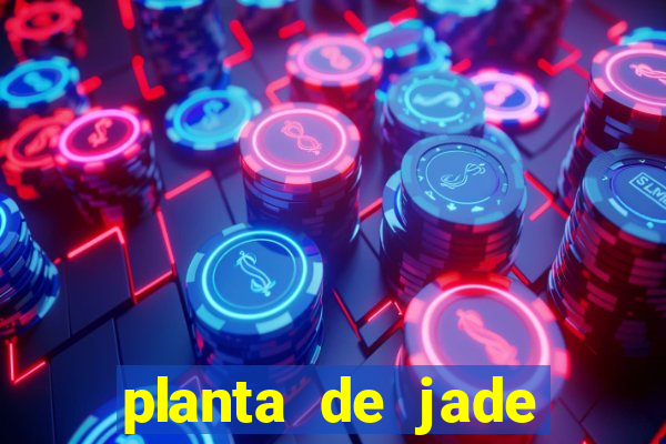 planta de jade significado espiritual