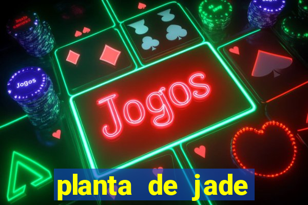 planta de jade significado espiritual