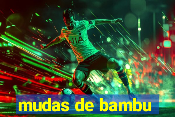 mudas de bambu