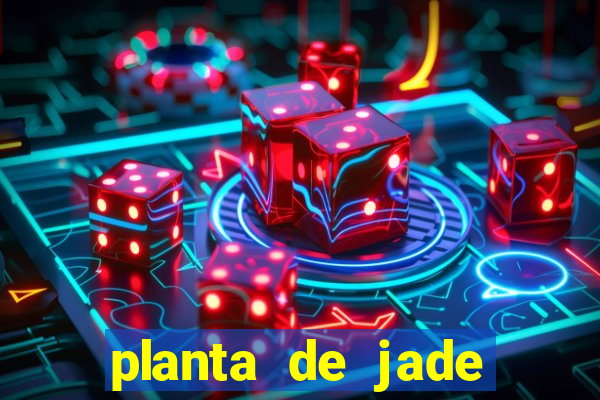 planta de jade significado espiritual